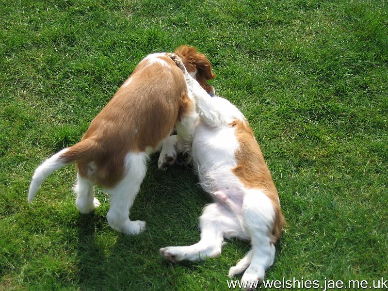 2009-04-03 67.JPG - Hal on top, Zen underneath